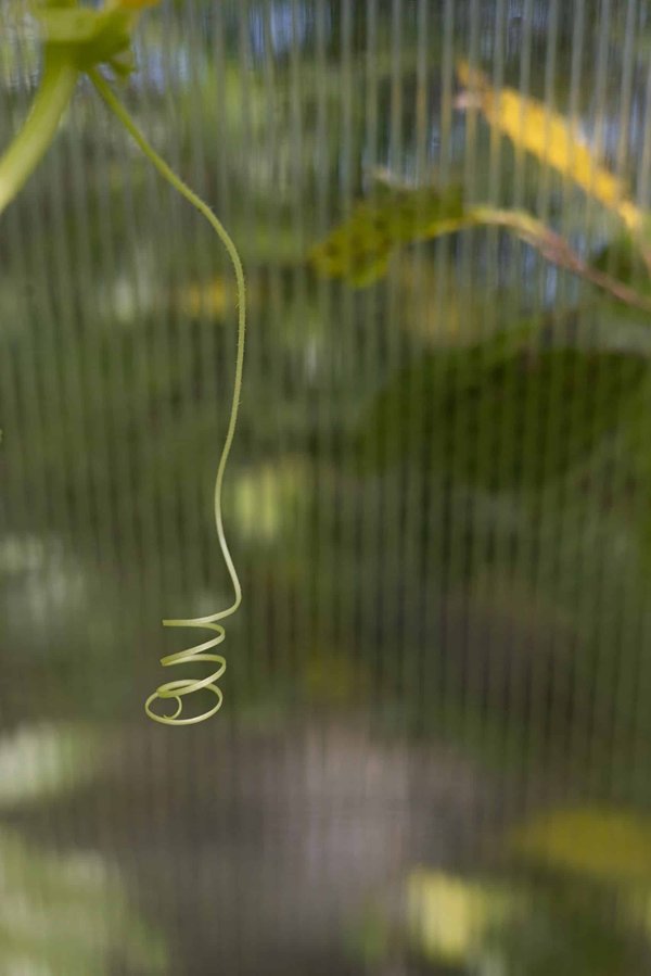 Quelles adaptations les animaux d'eaux profondes ont-ils développées pour résister à la pression ?